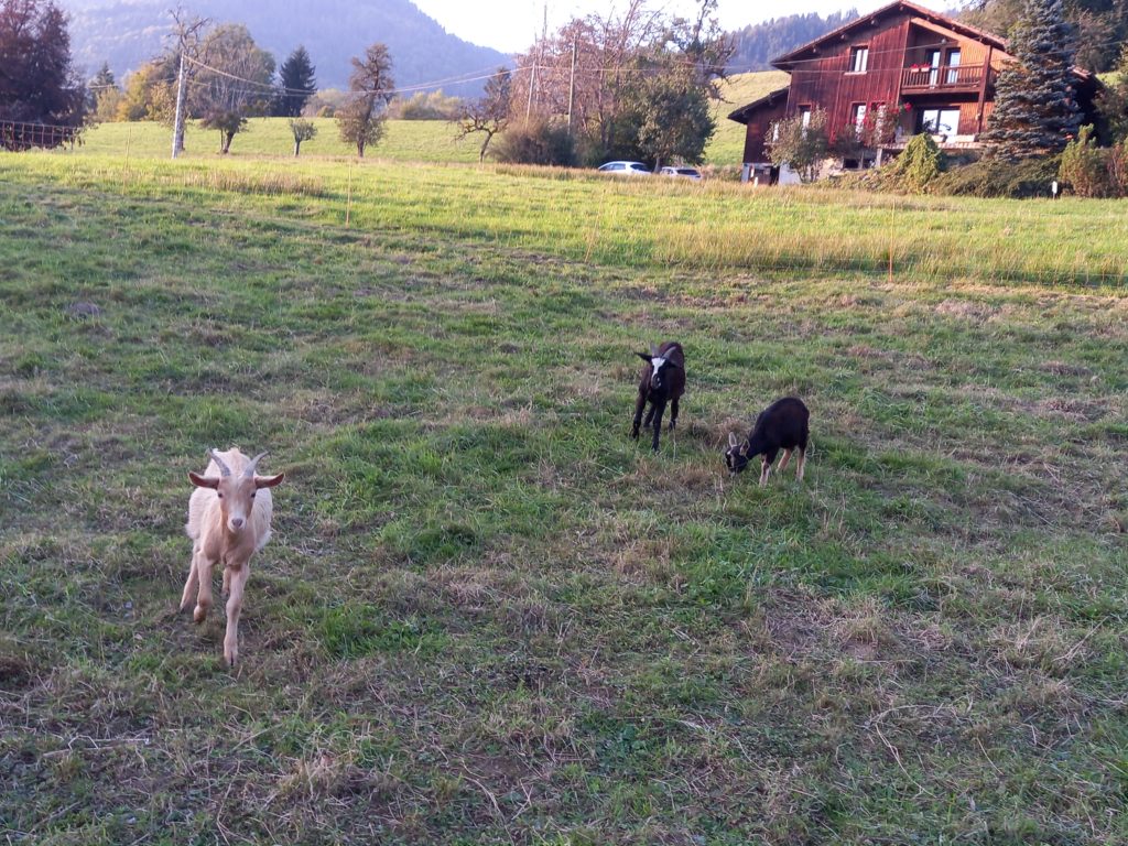 Chalet CHAM- Samoëns